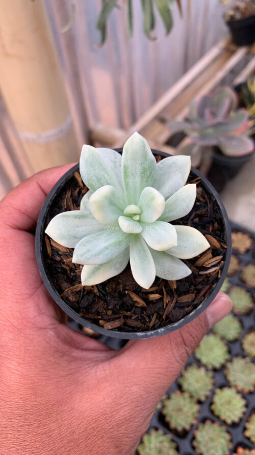 Graptoveria Supreme White Variegated, real gallery image #12 plants. Picture taken directly from kaktus.id community Graptoveria farmer green houses.