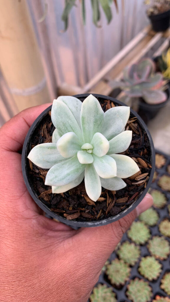 kaktus.id
