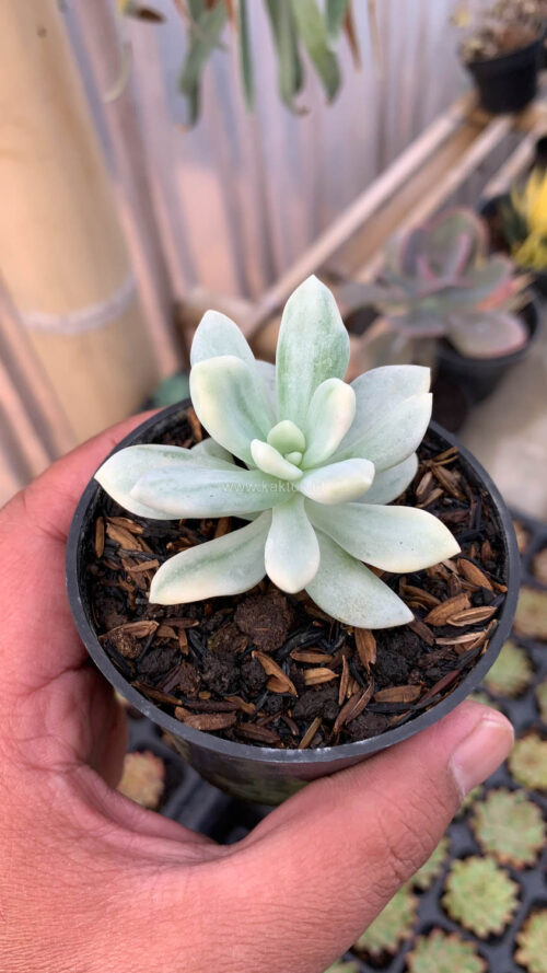 Graptoveria Supreme White Variegated, real gallery image #10 plants. Picture taken directly from kaktus.id community Graptoveria farmer green houses.