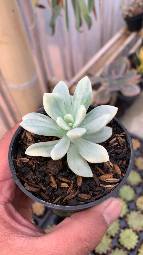 Graptoveria Supreme White Variegated, real gallery image #9 plants. Picture taken directly from kaktus.id community Graptoveria farmer green houses.