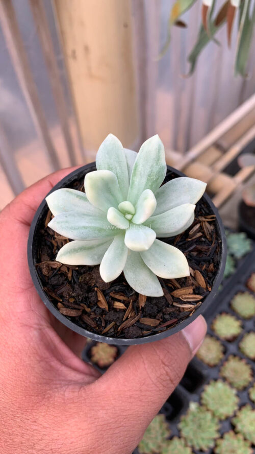 Graptoveria Supreme White Variegated, real gallery image #8 plants. Picture taken directly from kaktus.id community Graptoveria farmer green houses.