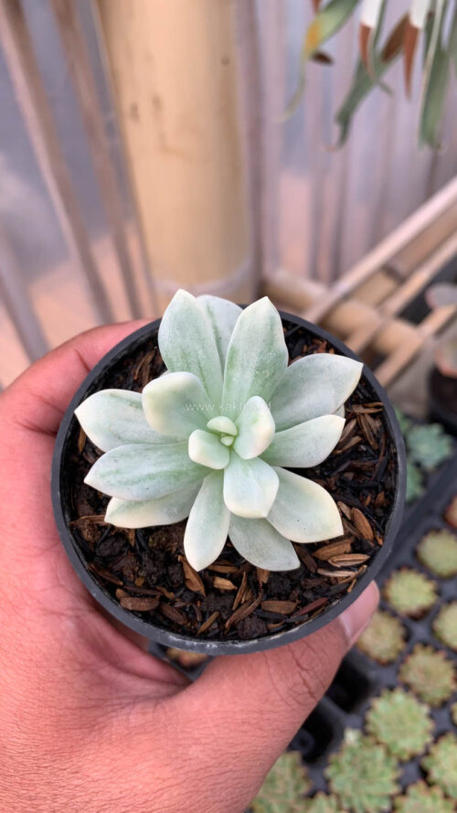 Graptoveria Supreme White Variegated, real gallery image #7 plants. Picture taken directly from kaktus.id community Graptoveria farmer green houses.