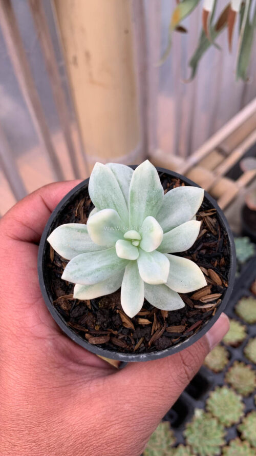 Graptoveria Supreme White Variegated, real gallery image #6 plants. Picture taken directly from kaktus.id community Graptoveria farmer green houses.
