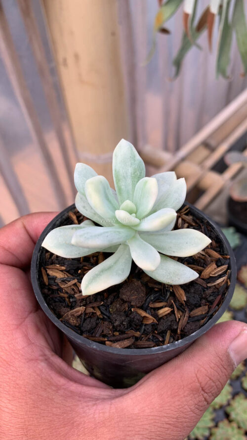 Graptoveria Supreme White Variegated, real gallery image #5 plants. Picture taken directly from kaktus.id community Graptoveria farmer green houses.