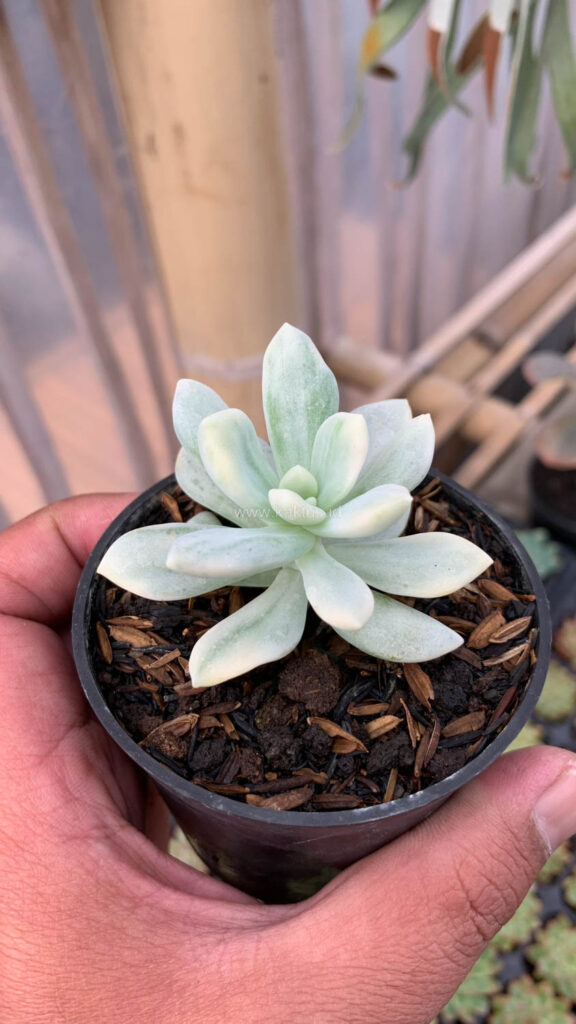 kaktus.id