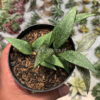 Hoya Parviflora Splash, real gallery image #5 plants. Picture taken directly from kaktus.id community Hoya farmer green houses.