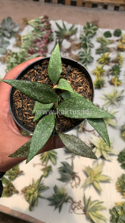 Hoya Parviflora Splash, real gallery image #2 plants. Picture taken directly from kaktus.id community Hoya farmer green houses.