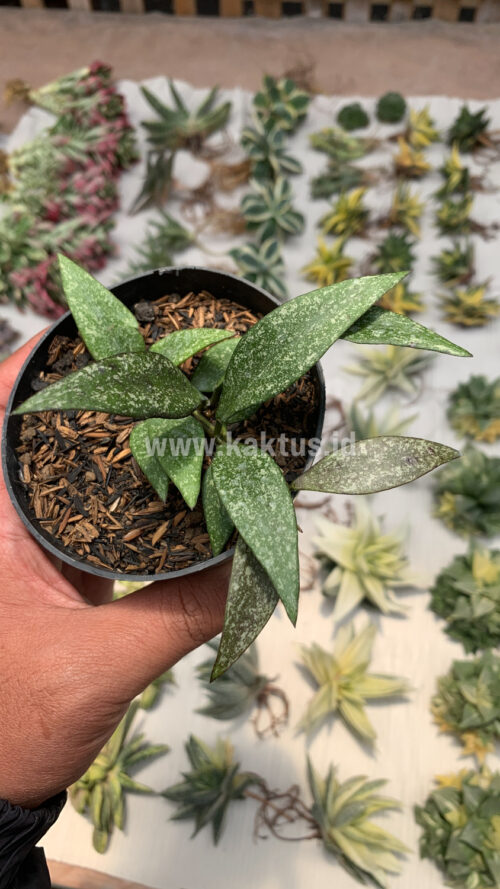 Hoya Parviflora Splash, real gallery image #3 plants. Picture taken directly from kaktus.id community Hoya farmer green houses.