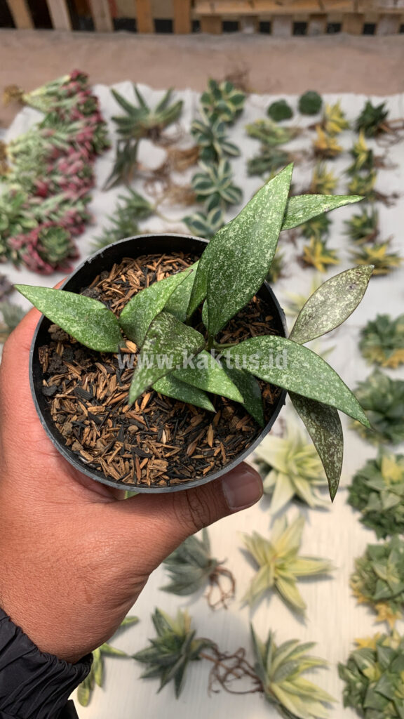 kaktus.id