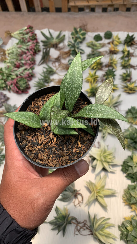 kaktus.id