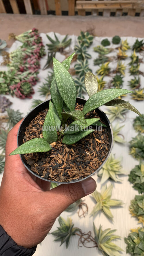 Hoya Parviflora Splash, real gallery image #7 plants. Picture taken directly from kaktus.id community Hoya farmer green houses.