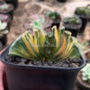 Haworthia Truncata Hiroshige Variegated, real feature image plant. Picture taken directly from kaktus.id community Haworthia farmer green houses.