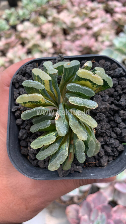 Haworthia Truncata Hiroshige Variegated, real gallery image #1 plants. Picture taken directly from kaktus.id community Haworthia farmer green houses.