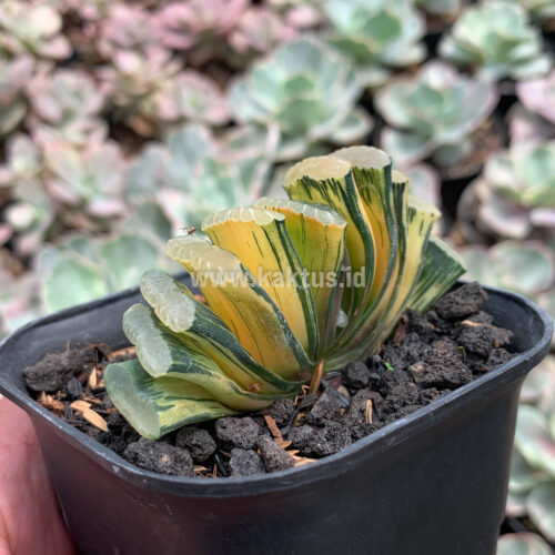 Haworthia Truncata Hiroshige Variegated, real gallery image #9 plants. Picture taken directly from kaktus.id community Haworthia farmer green houses.