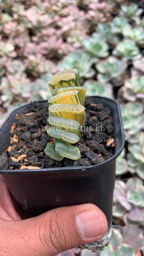 Haworthia Truncata Hiroshige Variegated, real gallery image #8 plants. Picture taken directly from kaktus.id community Haworthia farmer green houses.
