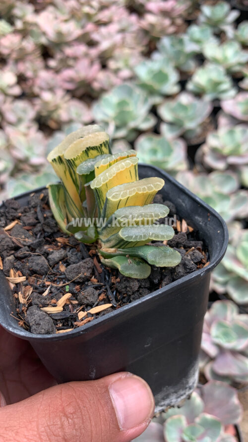 Haworthia Truncata Hiroshige Variegated, real gallery image #7 plants. Picture taken directly from kaktus.id community Haworthia farmer green houses.