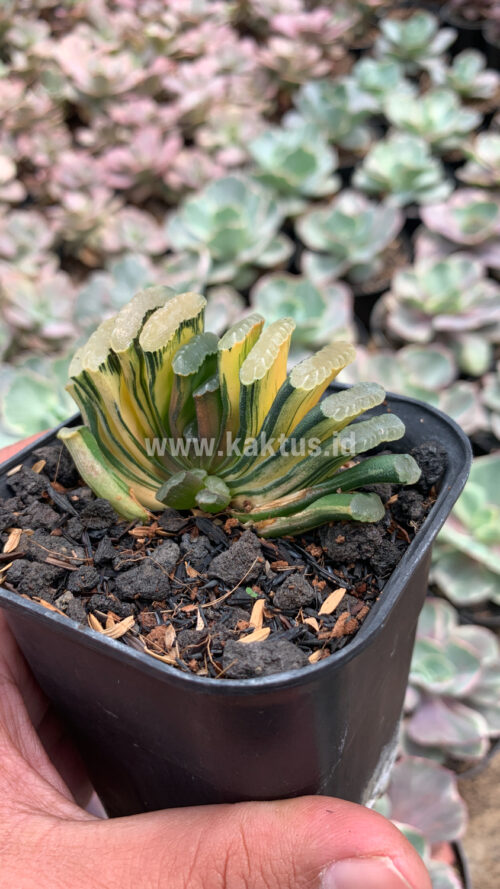 Haworthia Truncata Hiroshige Variegated, real gallery image #6 plants. Picture taken directly from kaktus.id community Haworthia farmer green houses.