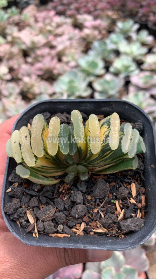 Haworthia Truncata Hiroshige Variegated, real gallery image #5 plants. Picture taken directly from kaktus.id community Haworthia farmer green houses.