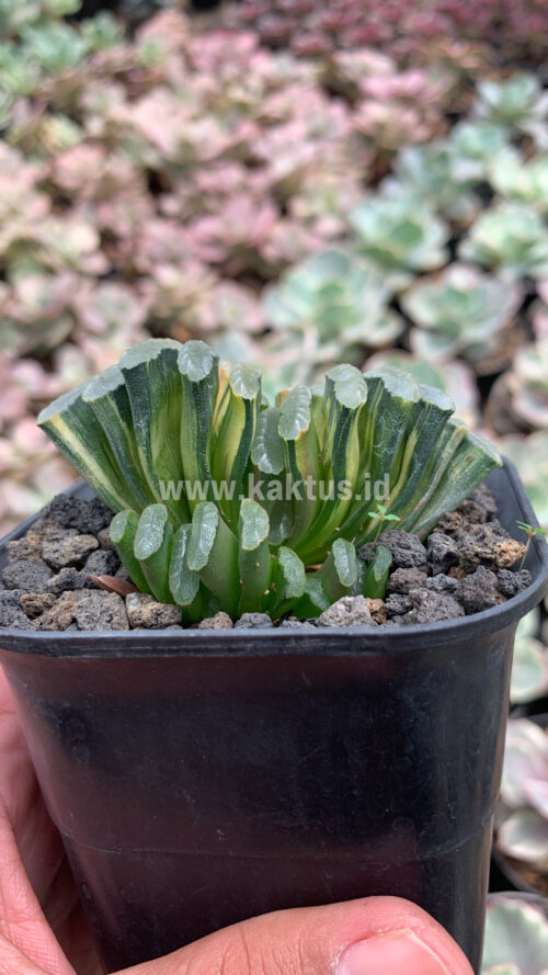 Haworthia Truncata Hiroshige Variegated, real gallery image #4 plants. Picture taken directly from kaktus.id community Haworthia farmer green houses.