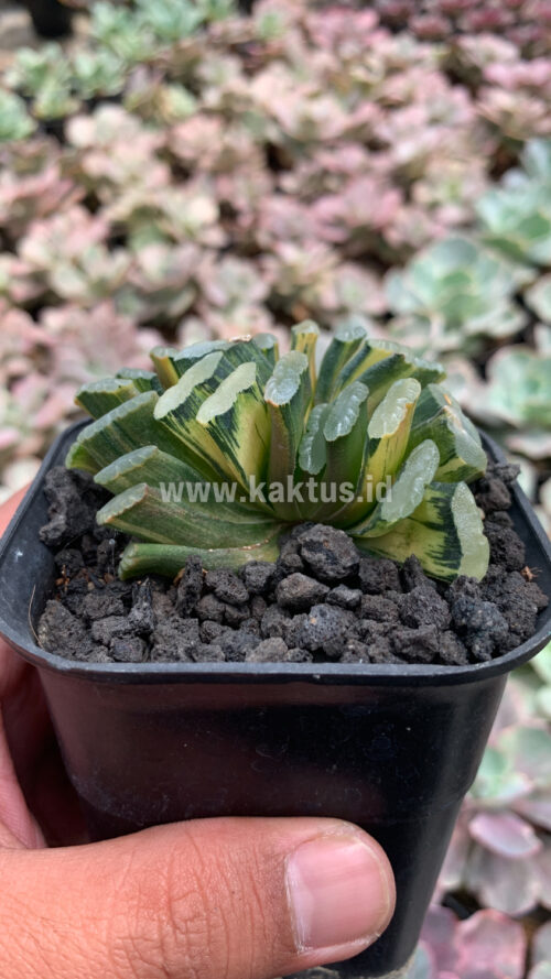 Haworthia Truncata Hiroshige Variegated, real gallery image #3 plants. Picture taken directly from kaktus.id community Haworthia farmer green houses.