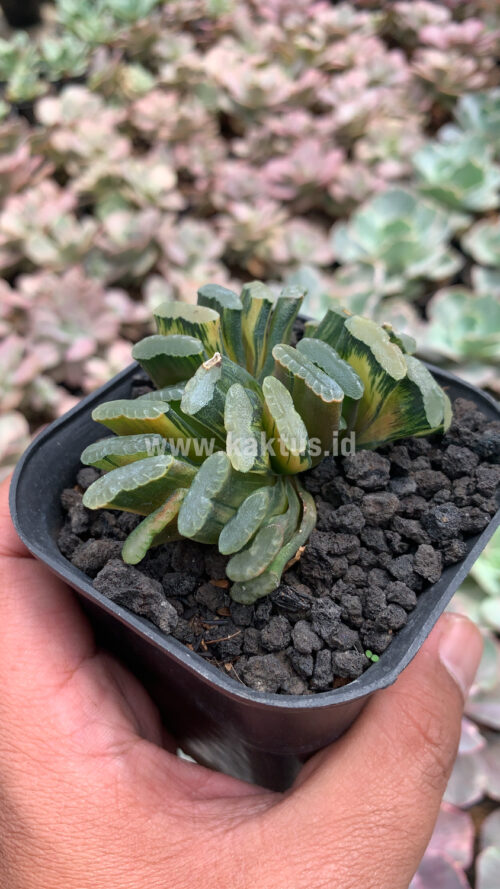 Haworthia Truncata Hiroshige Variegated, real gallery image #2 plants. Picture taken directly from kaktus.id community Haworthia farmer green houses.
