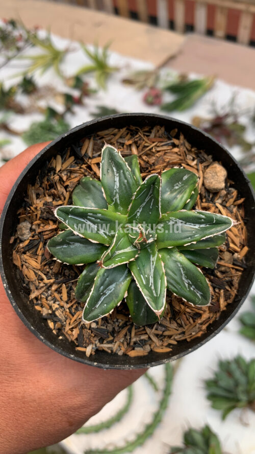 Agave Victoriae-reginae Dwarf, real gallery image #6 plants. Picture taken directly from kaktus.id community Agave farmer green houses.