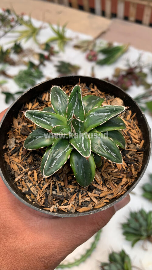 Agave Victoriae-reginae Dwarf, real gallery image #5 plants. Picture taken directly from kaktus.id community Agave farmer green houses.