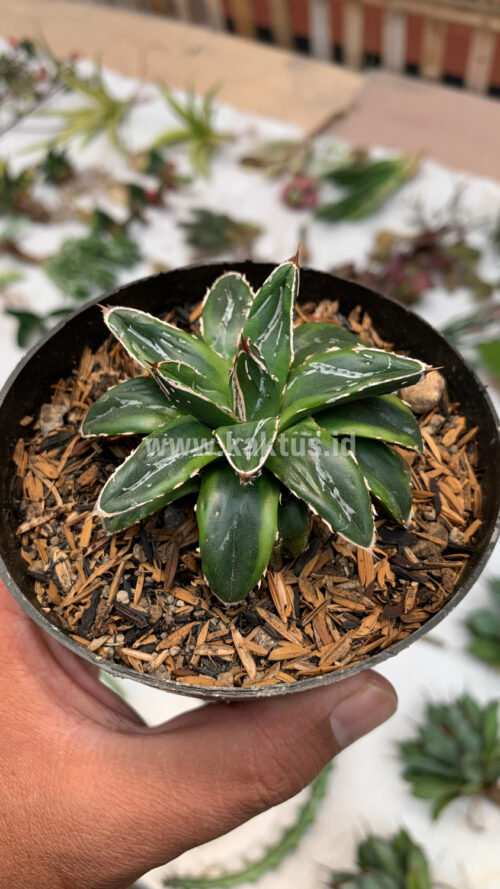 Agave Victoriae-reginae Dwarf, real gallery image #4 plants. Picture taken directly from kaktus.id community Agave farmer green houses.