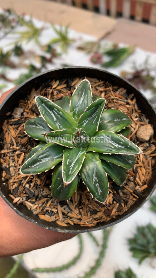 Agave Victoriae-reginae Dwarf, real gallery image #3 plants. Picture taken directly from kaktus.id community Agave farmer green houses.