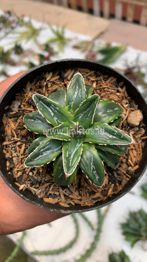 Agave Victoriae-reginae Dwarf, real gallery image #2 plants. Picture taken directly from kaktus.id community Agave farmer green houses.