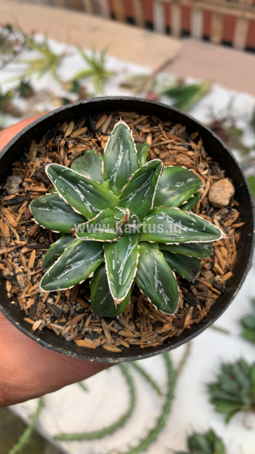 Agave Victoriae-reginae Dwarf, real gallery image #1 plants. Picture taken directly from kaktus.id community Agave farmer green houses.