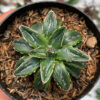 Agave Victoriae-reginae Dwarf, real feature image plant. Picture taken directly from kaktus.id community Agave farmer green houses.