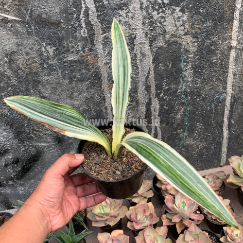 Sansevieria Guineensis White Variegated 1 Leaf, real gallery image #8 plants. Picture taken directly from kaktus.id community Sansevieria farmer green houses.