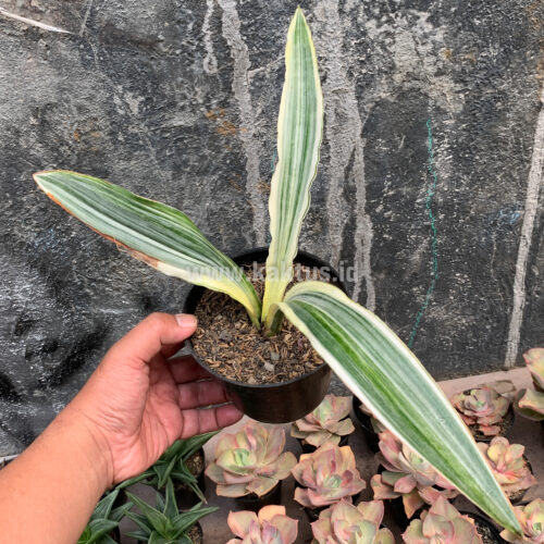 Sansevieria Guineensis White Variegated 1 Leaf, real gallery image #3 plants. Picture taken directly from kaktus.id community Sansevieria farmer green houses.