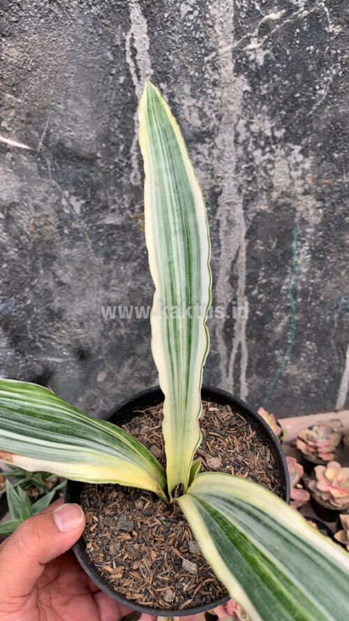 Sansevieria Guineensis White Variegated 1 Leaf, real gallery image #7 plants. Picture taken directly from kaktus.id community Sansevieria farmer green houses.