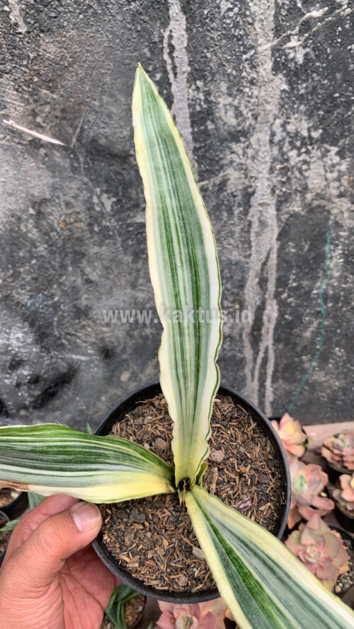 Sansevieria Guineensis White Variegated 1 Leaf, real gallery image #6 plants. Picture taken directly from kaktus.id community Sansevieria farmer green houses.