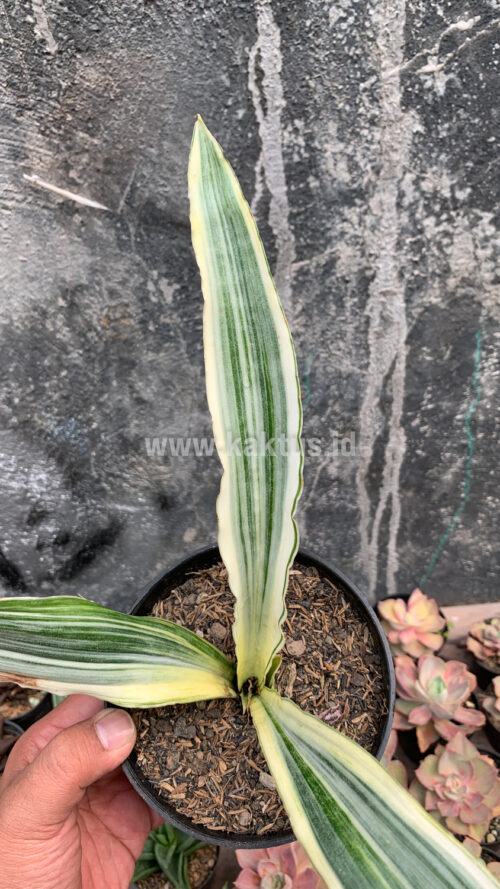 Sansevieria Guineensis White Variegated 1 Leaf, real gallery image #5 plants. Picture taken directly from kaktus.id community Sansevieria farmer green houses.