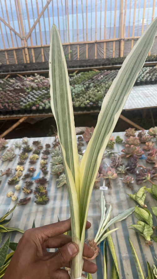 Sansevieria Guineensis White Variegated 1 Leaf, real gallery image #1 plants. Picture taken directly from kaktus.id community Sansevieria farmer green houses.