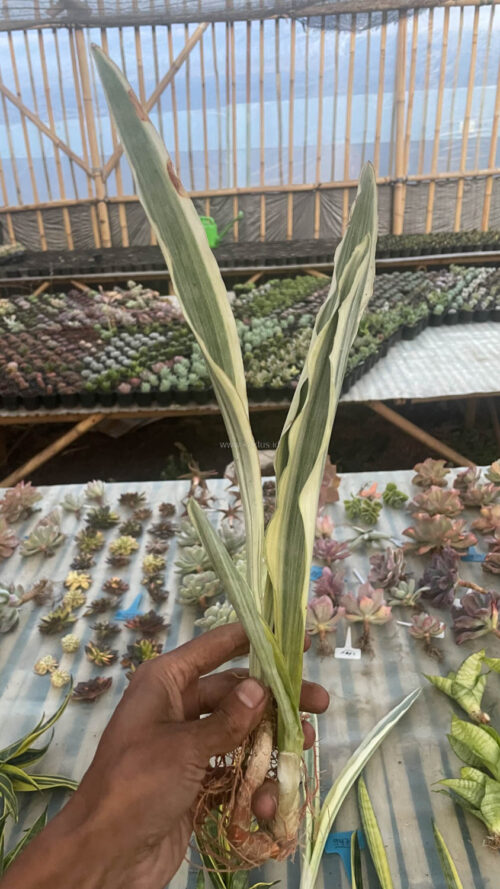 Sansevieria Guineensis White Variegated 1 Leaf, real gallery image #2 plants. Picture taken directly from kaktus.id community Sansevieria farmer green houses.