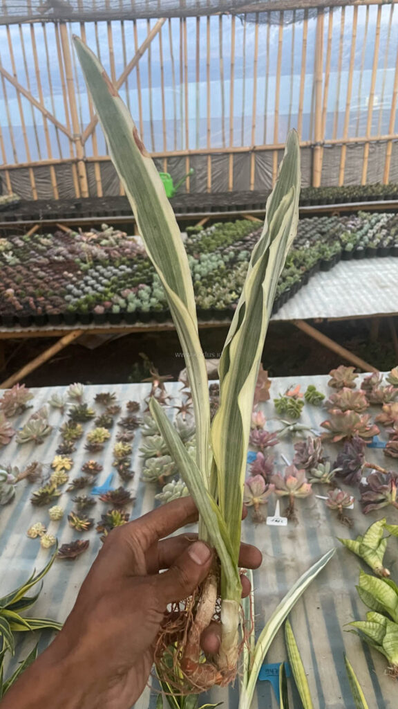 kaktus.id