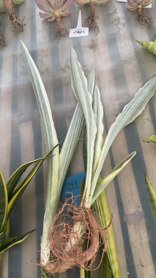 Sansevieria Guineensis White Variegated 1 Leaf, real gallery image #4 plants. Picture taken directly from kaktus.id community Sansevieria farmer green houses.