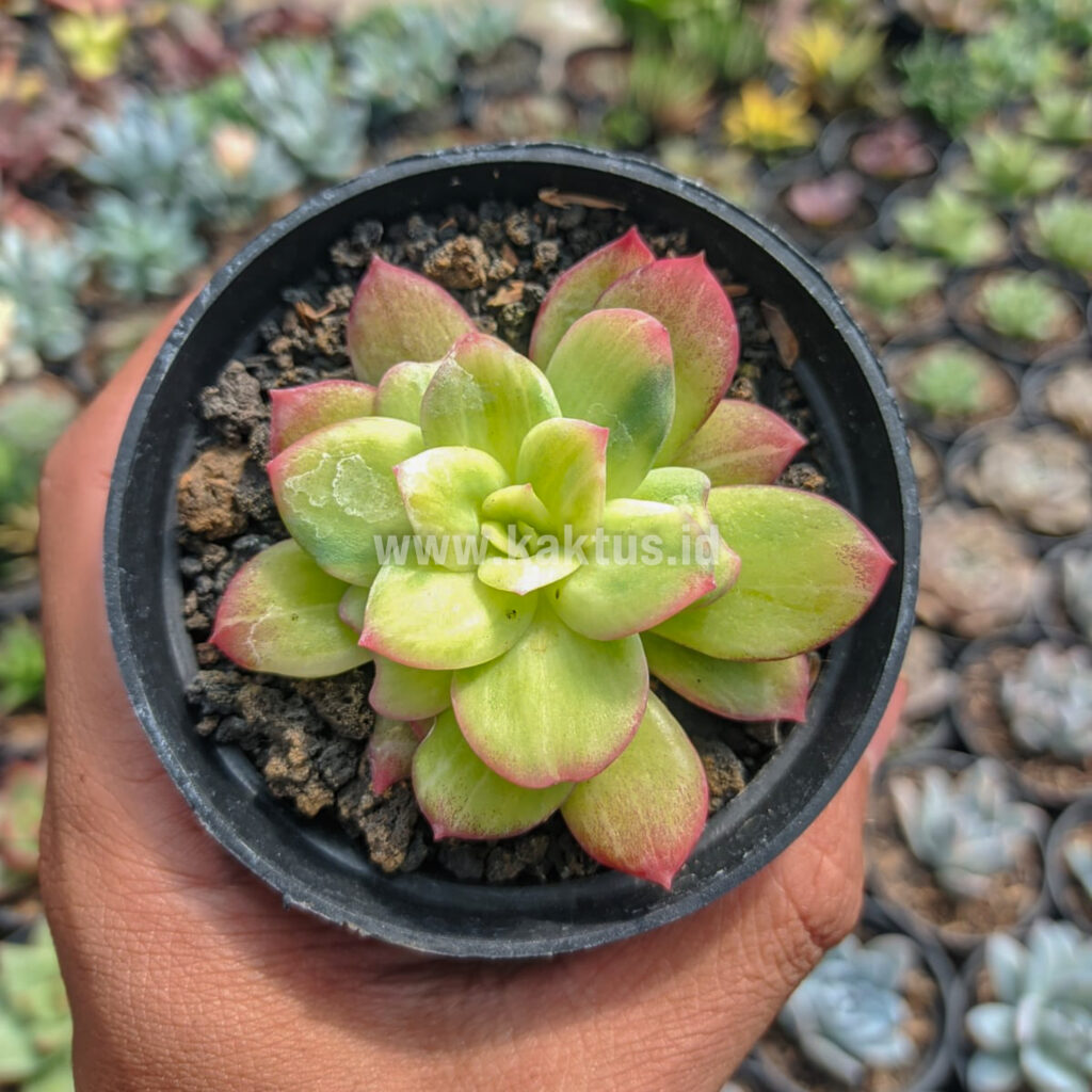 kaktus.id