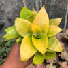 Sansevieria Hahniii Lime, real feature image plant. Picture taken directly from kaktus.id community Sansevieria farmer green houses.