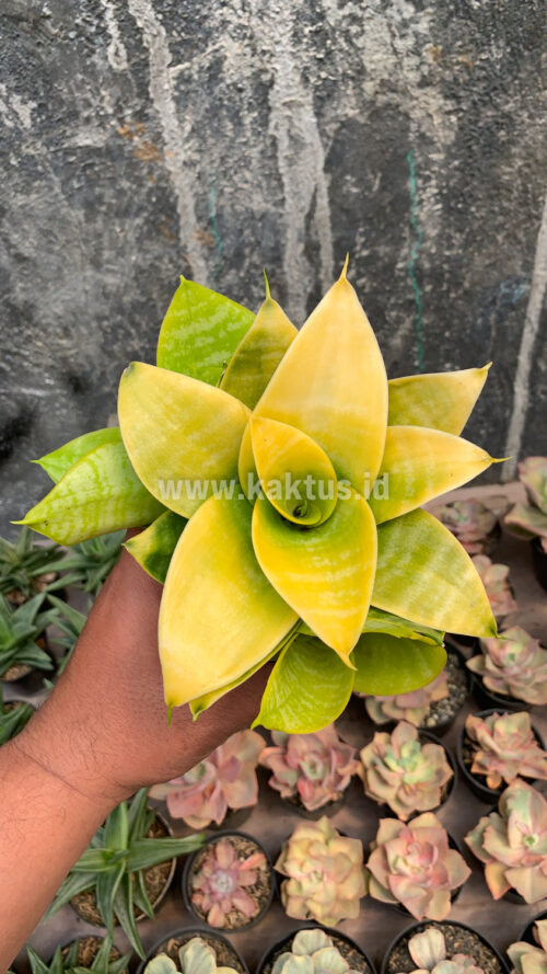 Sansevieria Hahniii Lime, real gallery image #6 plants. Picture taken directly from kaktus.id community Sansevieria farmer green houses.