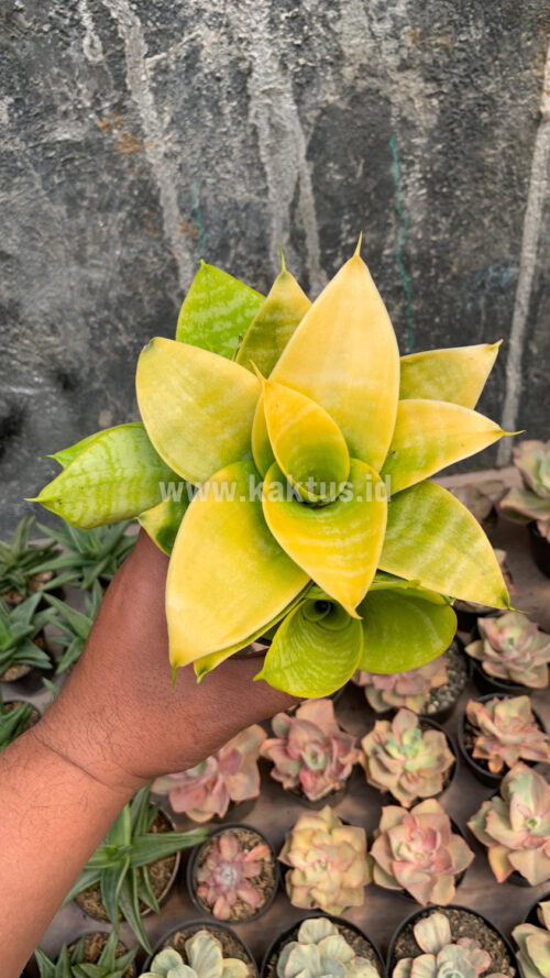 Sansevieria Hahniii Lime, real gallery image #5 plants. Picture taken directly from kaktus.id community Sansevieria farmer green houses.