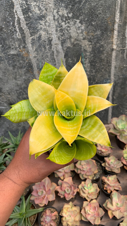 Sansevieria Hahniii Lime, real gallery image #4 plants. Picture taken directly from kaktus.id community Sansevieria farmer green houses.