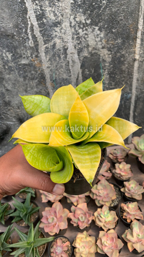 Sansevieria Hahniii Lime, real gallery image #3 plants. Picture taken directly from kaktus.id community Sansevieria farmer green houses.
