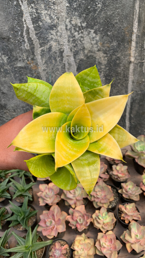 949. Sansevieria Hahnii Lime - Image 3