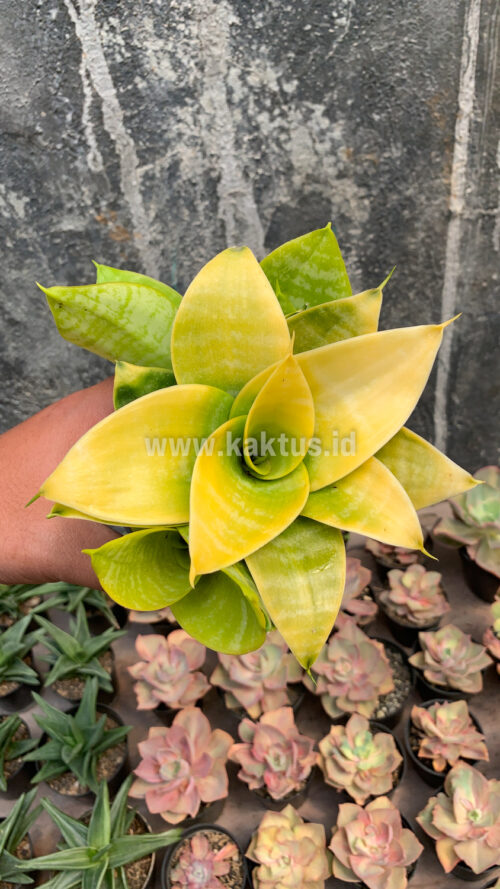 Sansevieria Hahniii Lime, real gallery image #1 plants. Picture taken directly from kaktus.id community Sansevieria farmer green houses.