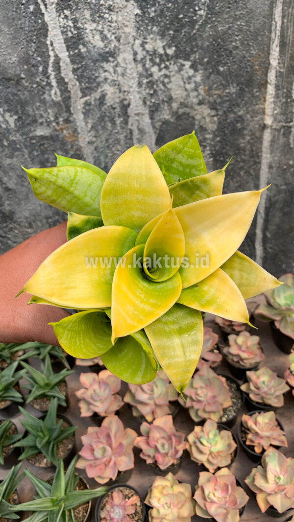949. Sansevieria Hahnii Lime - Image 2